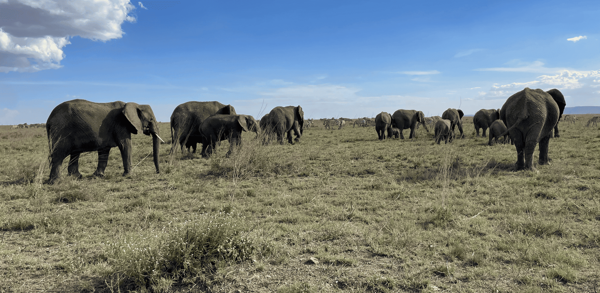 Botswana vs Kenia vs Tanzania: ¿qué safari elegir?